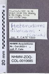 Etikette zu Heteroderes albicans (NHMW-ZOO-COL-0010685)